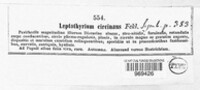 Leptothyrium circinans image